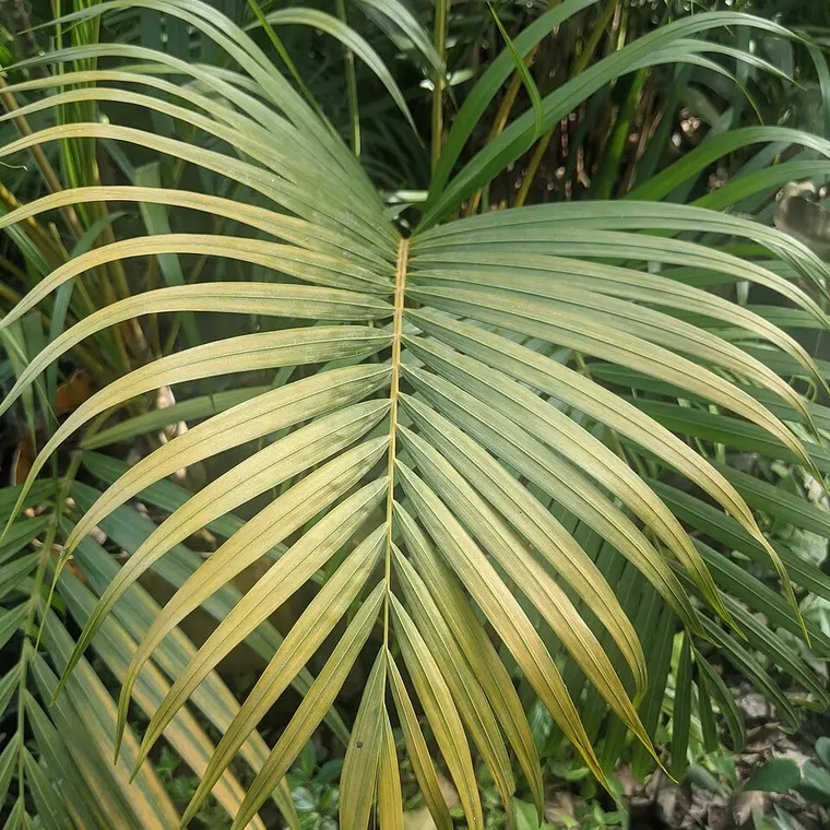 Areca palm, an air-purifying indoor plant suited to Ludhiana homes