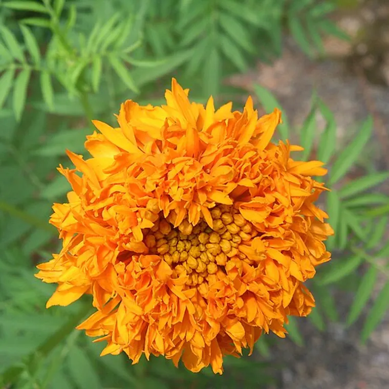 Bright marigold flowers grown for festivals and borders
