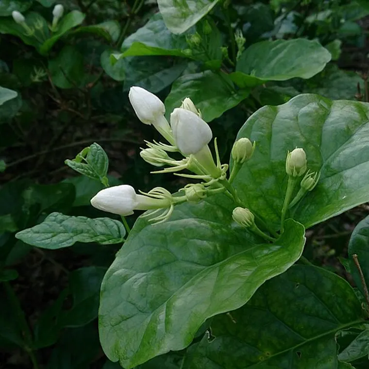 Fragrant white mogra (jasmine) flowers in bloom