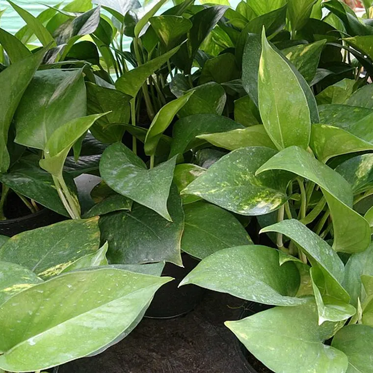 Money plant trailing from a pot, ready for repotting
