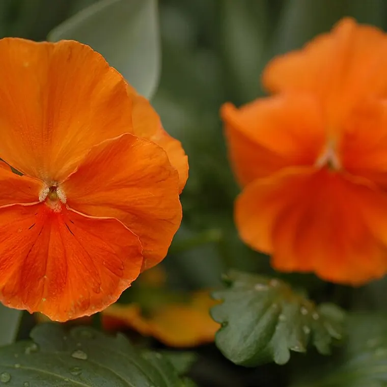 Winter-blooming pansy flowers in bright colours