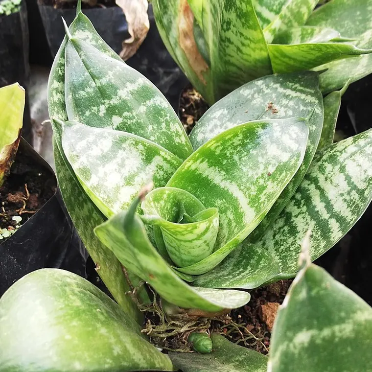Snake plant in a pot, a near-indestructible low-light houseplant