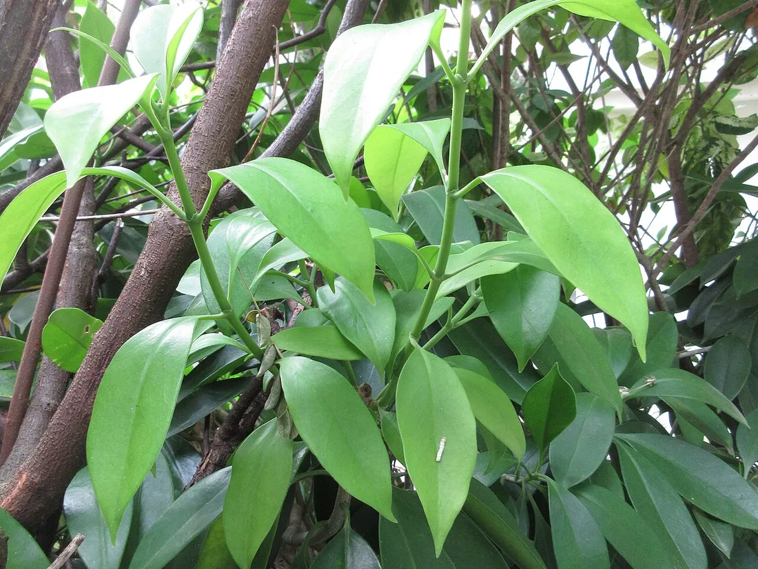 Close-up of fresh green foliage texture