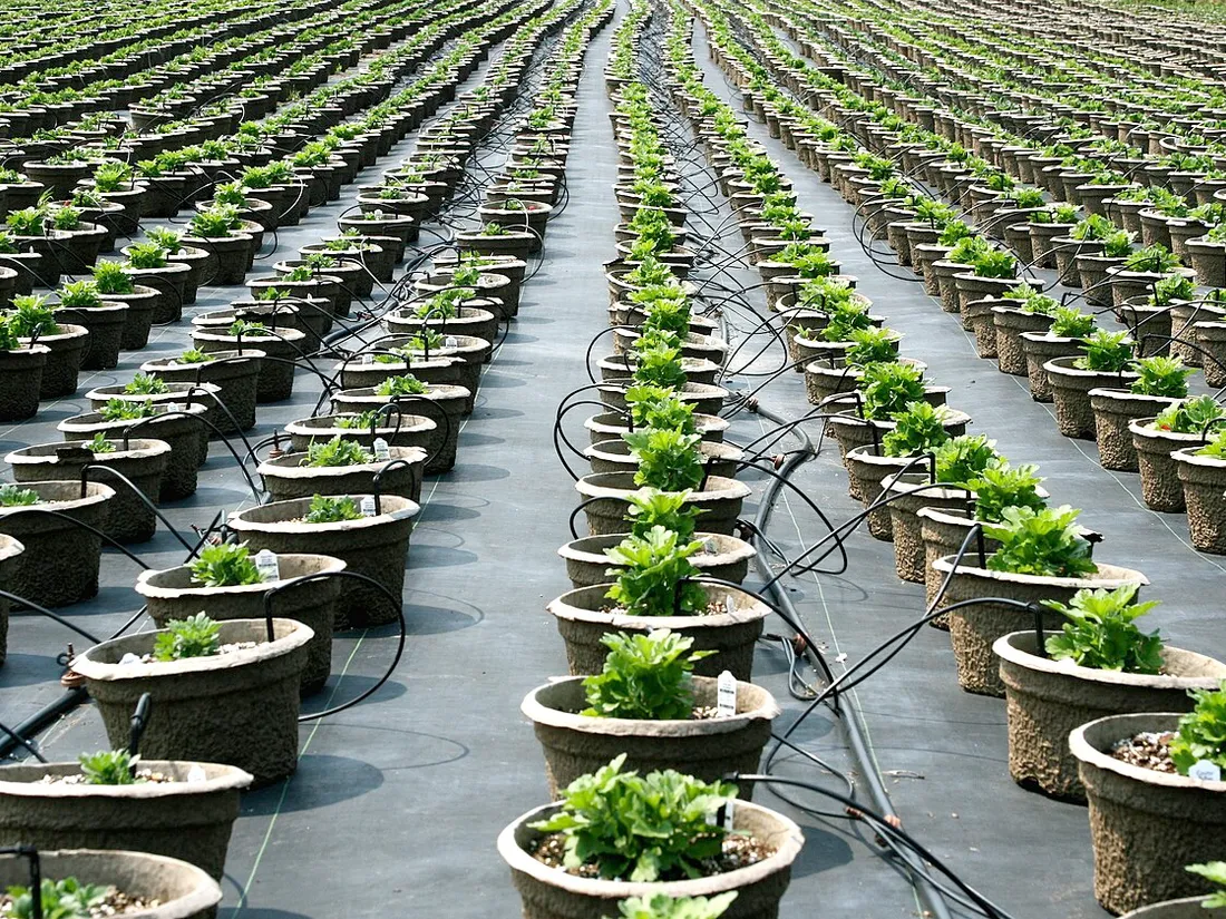 Rows of healthy young plants in a plant nursery